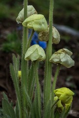 小花08