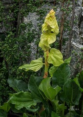 小花15