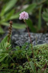 小花18