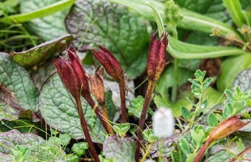 小花20