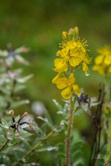 _DSC3739