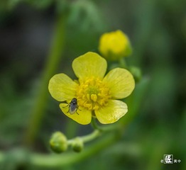 草原花开36
