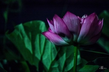 荷塘月色03
