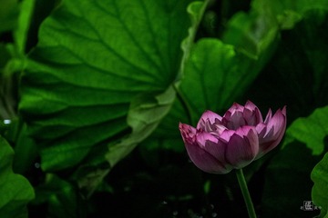 荷塘月色06