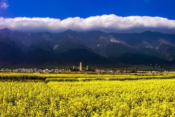 春光明媚