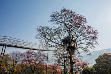 木棉花开11