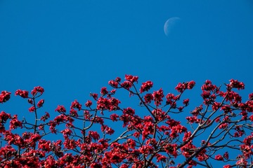 木棉红艳13