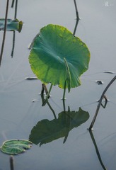 春荷10