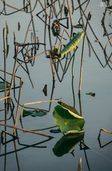 春荷08