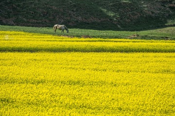 甘南油菜花11