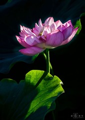 夏日荷花3