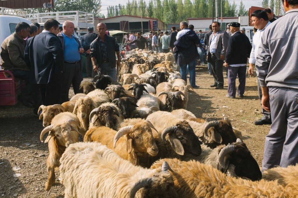 大型肉羊养殖场,促进延安肉羊产业发展科技羊养殖户与大学合作