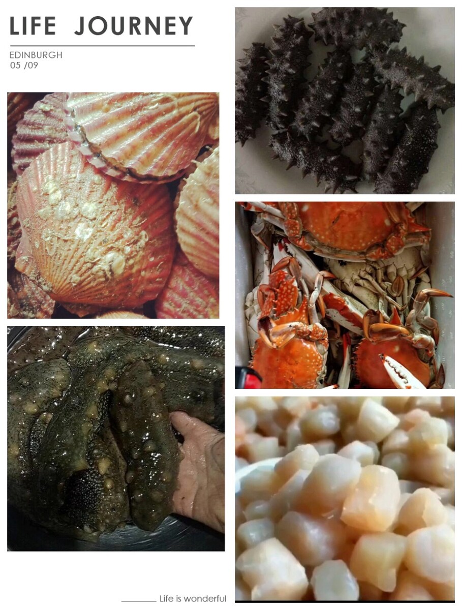 中国贝类养殖,如何养殖贝类和海参?