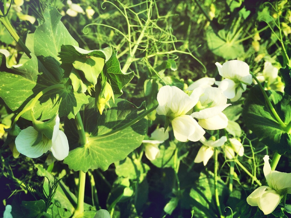 豆芽花