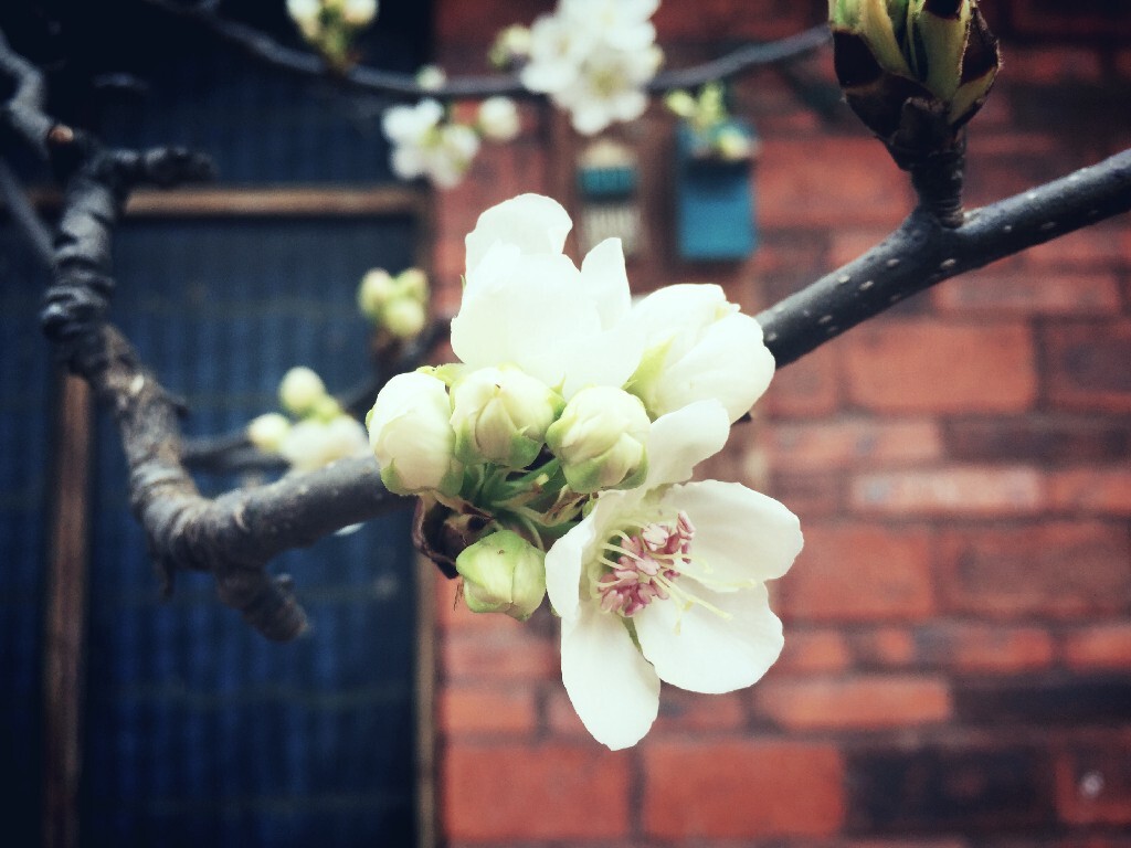 梨花