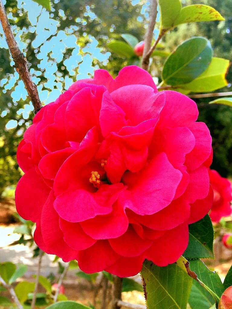 茶花