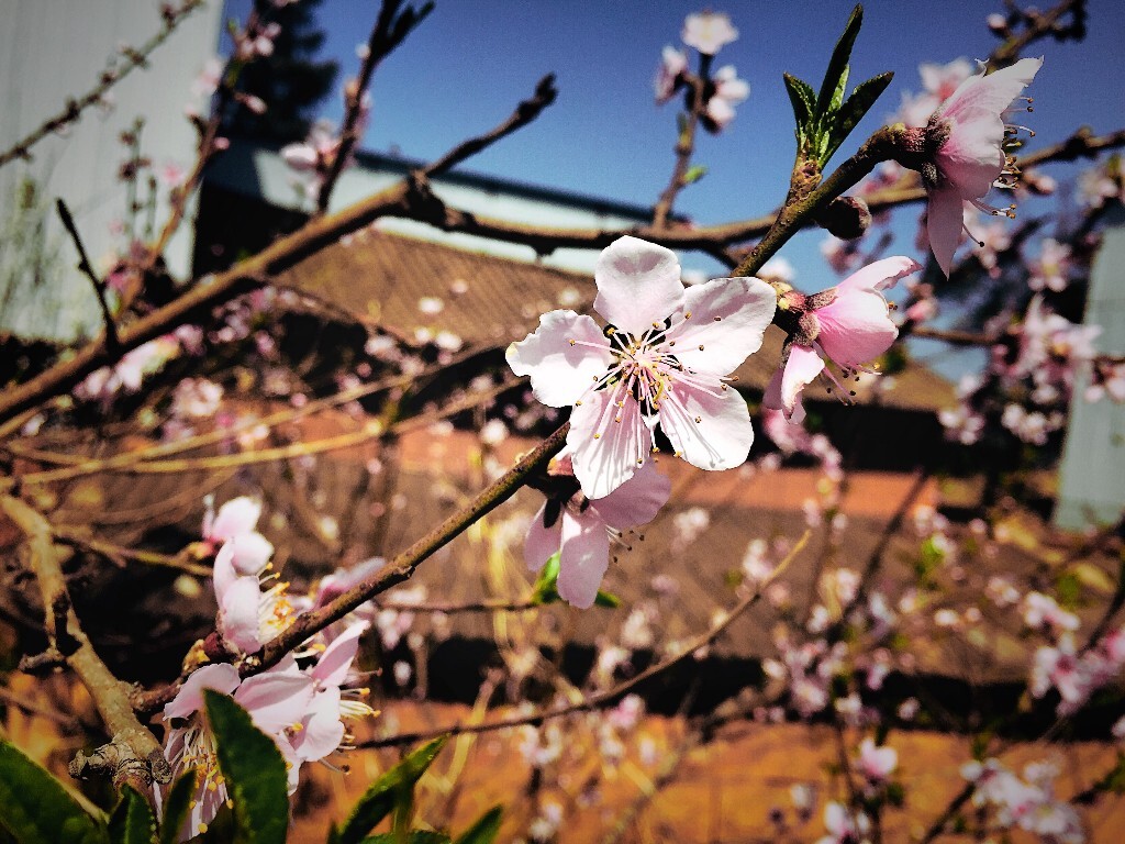蓝天樱花
