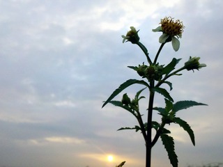 夕阳花开