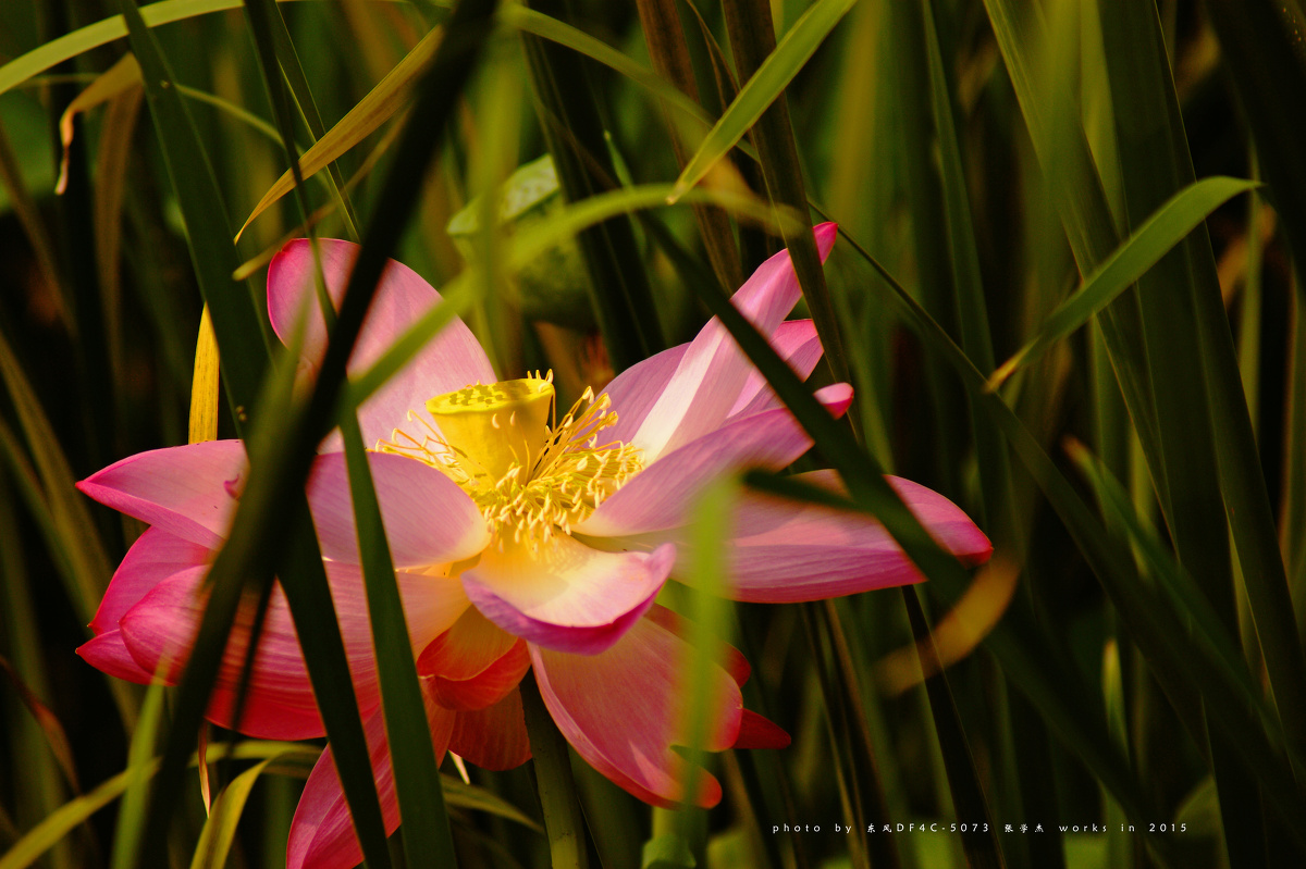 香蒲叶丛中的荷花,享受着夏日清晨阳光的轻抚.