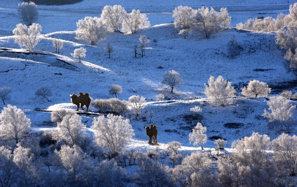 冬天的坝上雪景迷人。