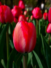 2016-04-20-4564