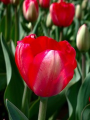 2016-04-20-4574