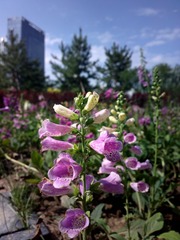 2016-06-20-6163