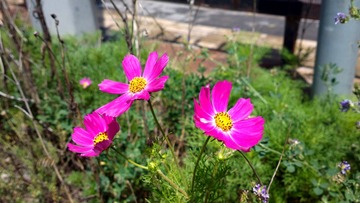 2016-07-12-6315