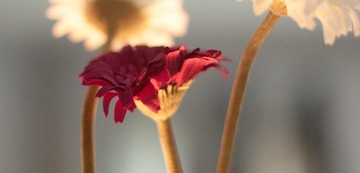 P1100447-20