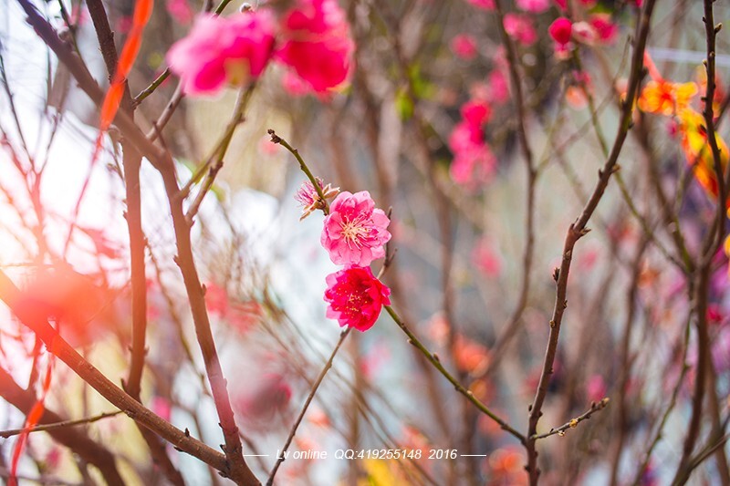桃花