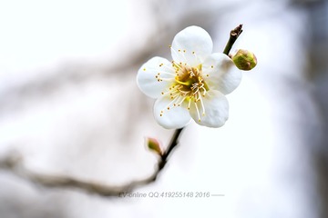 梅