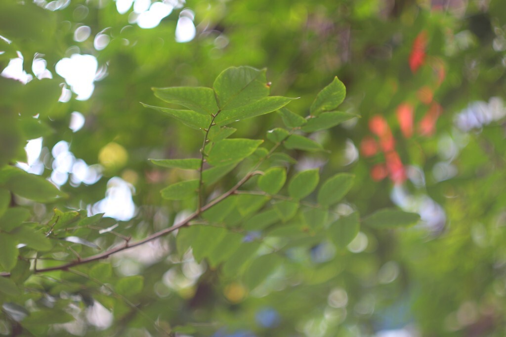 Helios-44M-4