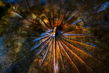 SDIM0106