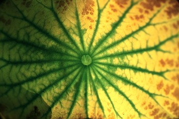 SDIM0110