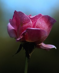 SDIM2608