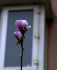 SDIM4930