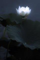 SDIM7223er
