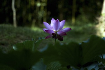 SDIM8388