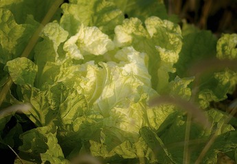 SDIM2684