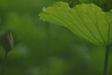 556662