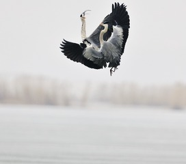 _DSC3774a