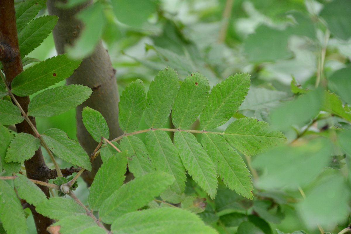 未知省沽油构树,桑科构树,桑科臭椿上的斑衣腊蝉(疑似)未知美洲商陆槐