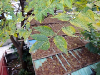 DSCN8990_