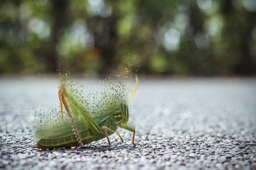 都在炸楼，试试炸虫