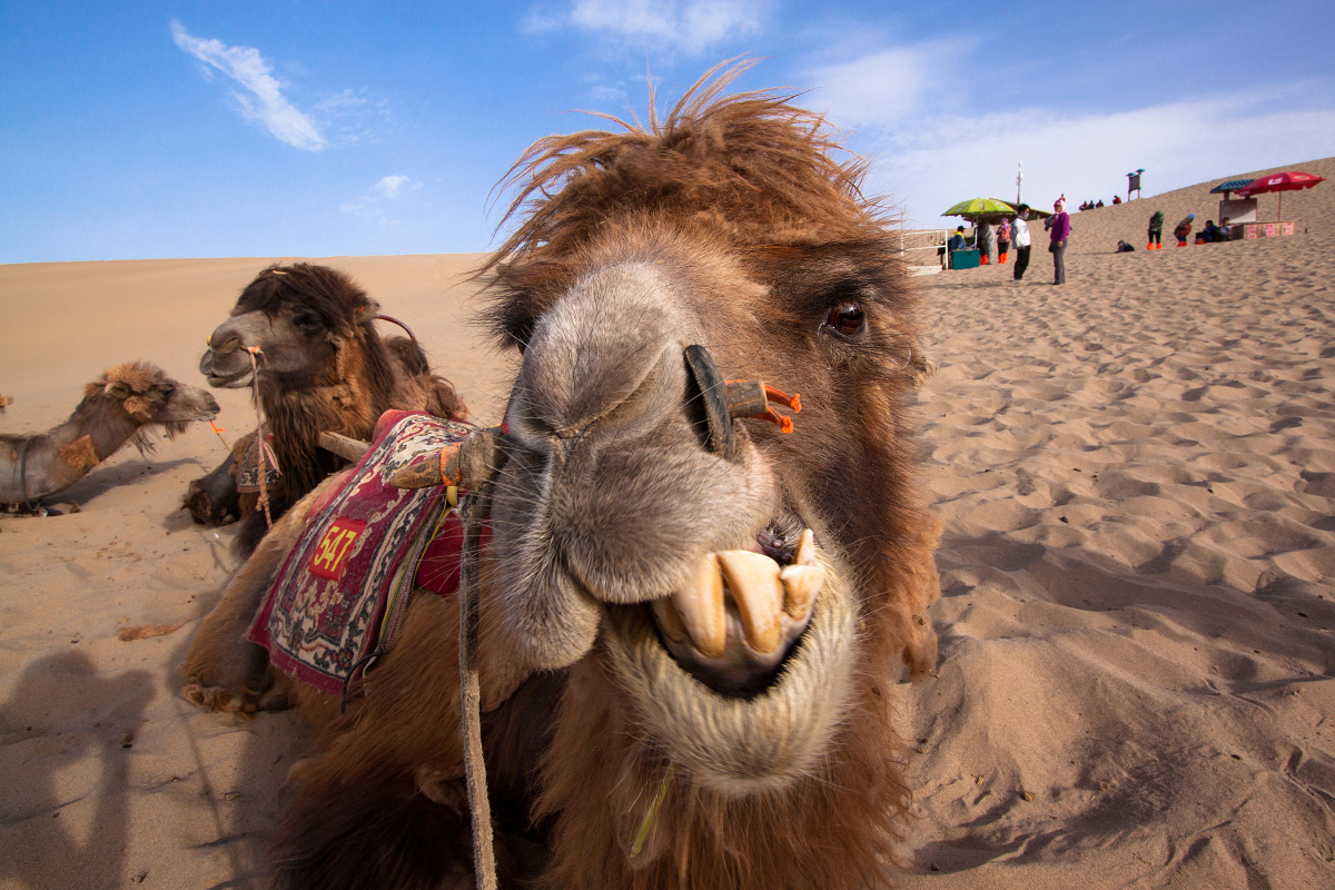 鸣沙山.确定不是艹泥马