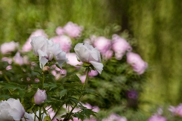 _DSC5945
