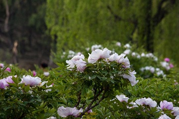 _DSC5156