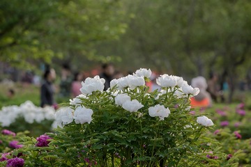 _DSC5377