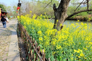 西溪 (47)