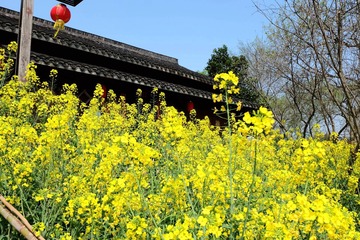 西溪 (52)